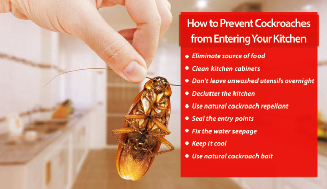 Ways to keep cockroaches away from your property: